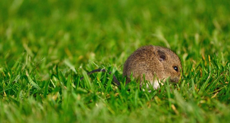 Field mouse